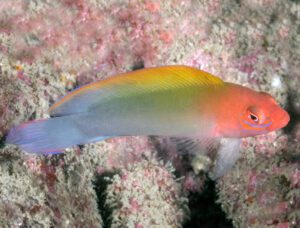 Flame Pseudochromis Dottyback