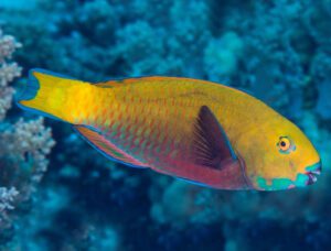 Heavy Beak Parrotfish