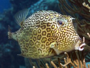 Honeycomb Cowfish