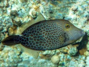 Honeycomb Filefish