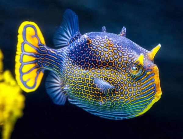 Ornate Cowfish