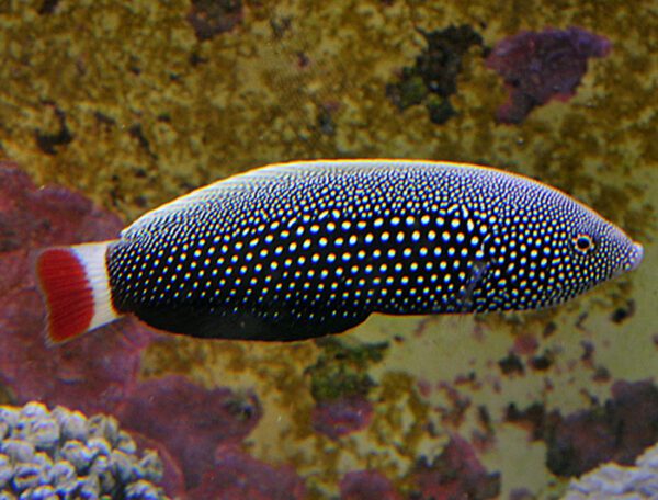 Psychedelic Wrasse Female