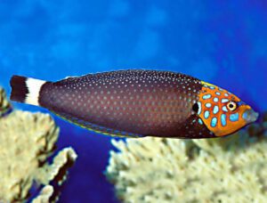 Psychedelic Wrasse Male