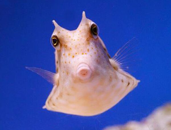 Roundbelly Cowfish