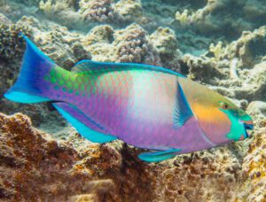 Rusty Parrotfish