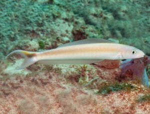 Sand Tilefish