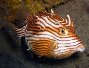 Shaw's Aurita Cowfish, Striped Cowfish