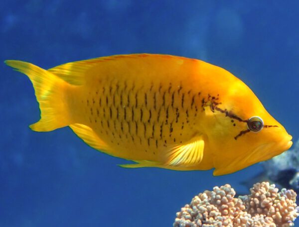 Sling-Jaw Wrasse Female