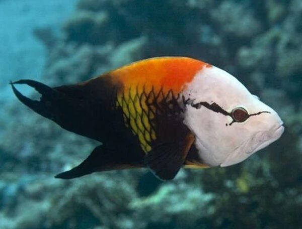 Sling-Jaw Wrasse Male