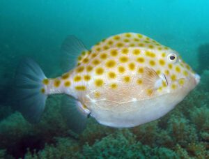 Smooth Boxfish