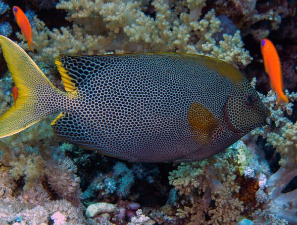 Starry Rabbitfish