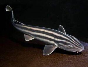 Striped Pyjama Shark