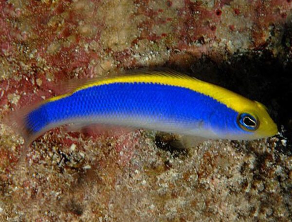 Sunrise Dottyback