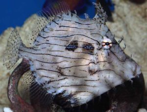 Tassle Filefish