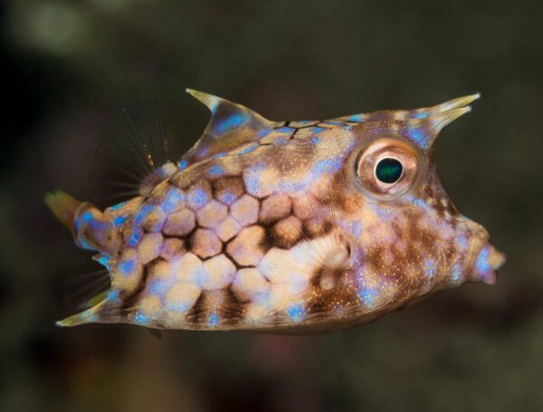 Thornback Cowfish