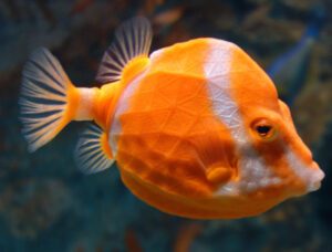 White Barred Boxfish