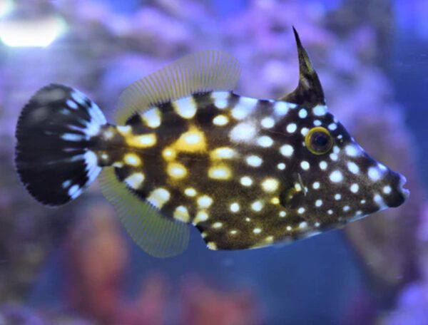 White Spotted Filefish