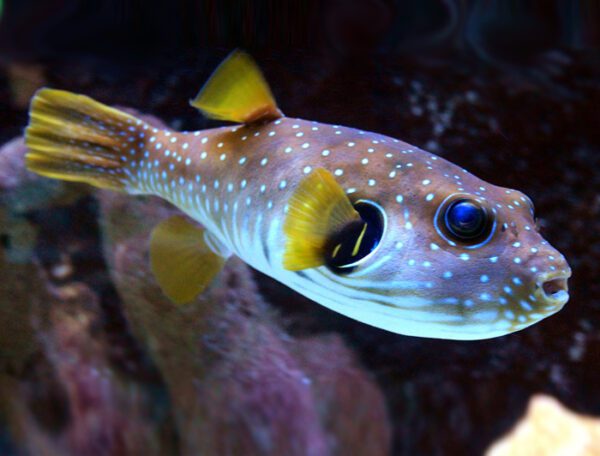 White Spotted Pufferfish