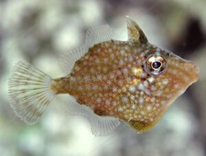 Whitespotted Pygmy Filefish