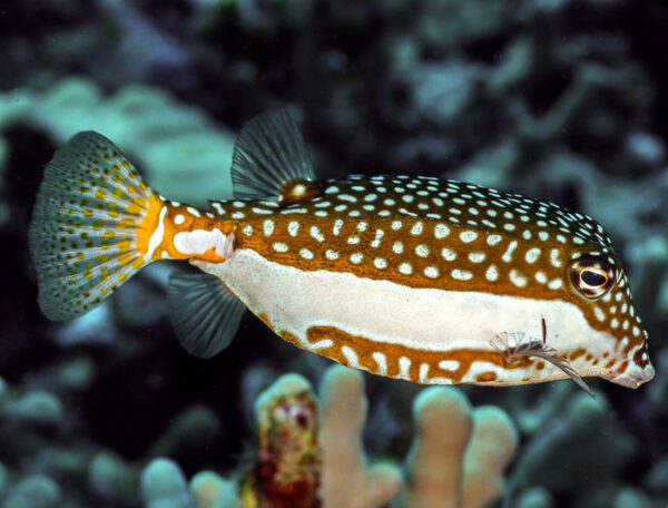 Whitley's Boxfish Female