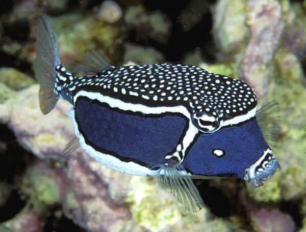 Whitley's Boxfish Male