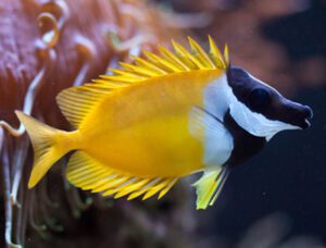 Yellow Foxface Rabbitfish