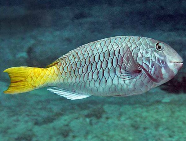 Yellowtail Parrotfish