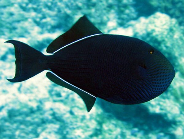 Black Triggerfish