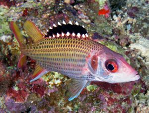 Blackfin Squirrelfish