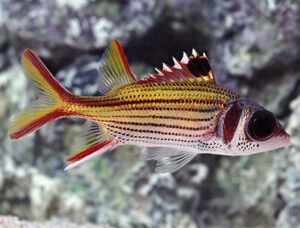 Spot Fin Squirrelfish