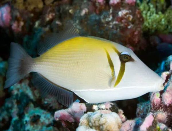 Boomerang Triggerfish