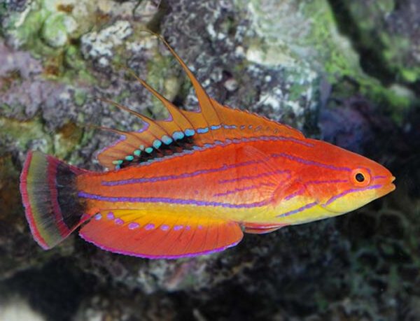 Royal Flasher Wrasse