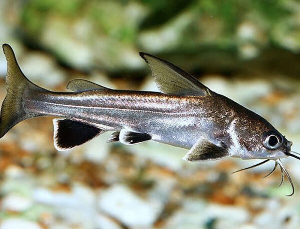 Columbian Silver Shark