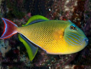 Crosshatch Triggerfish