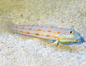 Diamond Watchman Goby