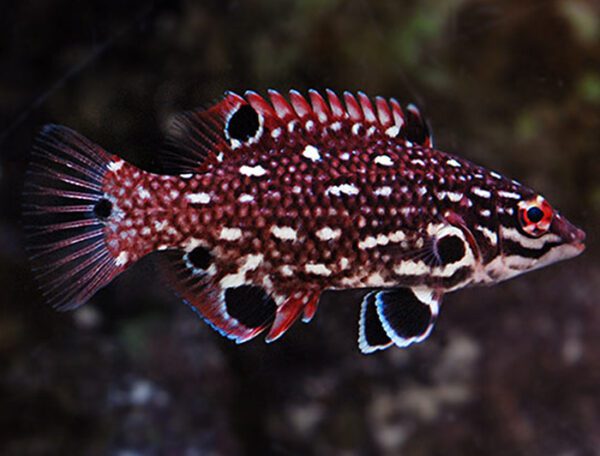 Diana's Hogfish Juvenile