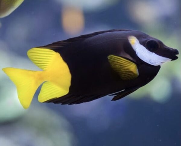 Fiji Foxface Rabbitfish