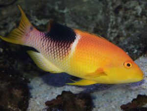 Gold Saddle Hogfish