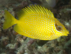 Blue Spotted (Yellow) Rabbitfish