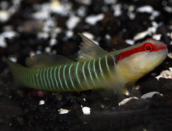 Greenbanded Goby