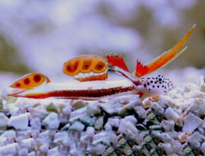 Spikefin Flaming Prawn Goby (Gressinggeri)