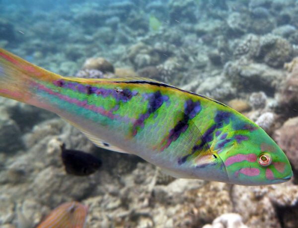 Six Bar Wrasse (Hardwicke)