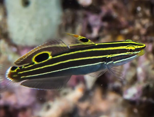 Hector's Goby