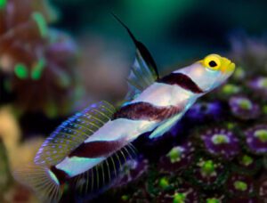 Hi-Fin Black Banded Goby