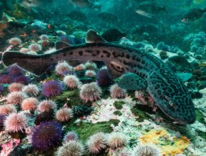 Leopard Cat Shark