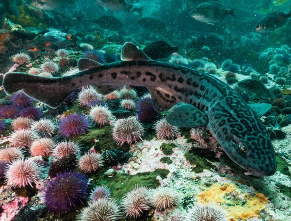 Leopard Cat Shark