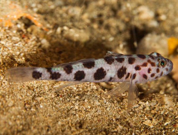 Leopard Goby