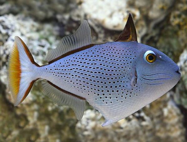 Linespot Triggerfish