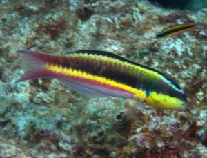 Mexican Rock Wrasse