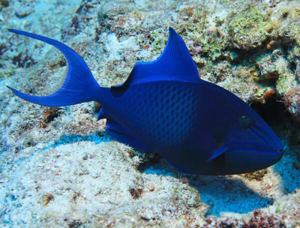 Niger Triggerfish w/Streamers